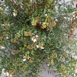 Abelia × grandifloraЛіст