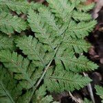 Dryopteris carthusiana Fiore