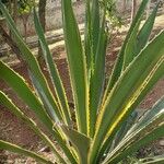 Furcraea selloana Folha