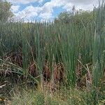 Typha orientalis Habit