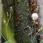 Emilia sonchifolia Floare
