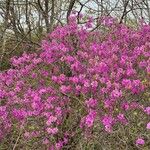 Rhododendron dauricum Квітка