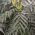 Mahonia fortunei برگ