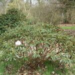 Rhododendron elegantulum Habitus