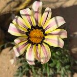 Gazania linearisLorea