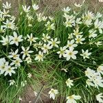 Zephyranthes candida 整株植物