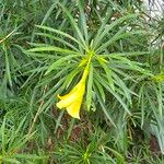Cascabela thevetia Flor