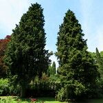 Cupressus sempervirens عادت