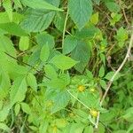 Bidens frondosa Foglia