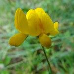 Lotus corniculatus Cvet