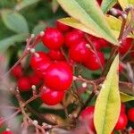Nandina domestica Fruct