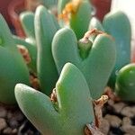 Conophytum bilobum 葉