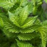 Rubus illecebrosus Leaf