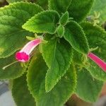 Kohleria amabilis 葉