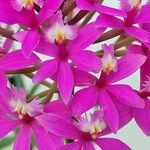 Epidendrum radicans Кветка