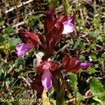 Anacamptis papilionacea Hábito