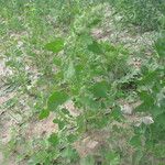 Chenopodium suecicum Otro