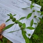 Chaiturus marrubiastrum Leaf