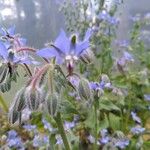 Borago officinalisЦвят