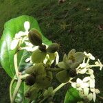 Hernandia stenura Flower