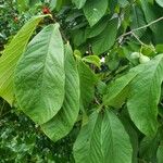 Asimina triloba Ліст