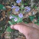 Clinopodium grandiflorum Blüte