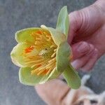 Liriodendron tulipifera Blüte