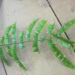 Pseudopiptadenia psilostachya Yaprak