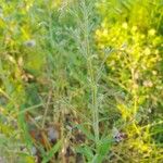 Gypsophila pilosa Hábito