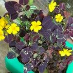 Oxalis hedysaroides Leaf