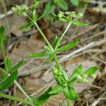 Galium porrigens Hábito