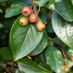 Cotoneaster acutifolius Frutto