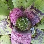 Neoregelia concentrica ফুল