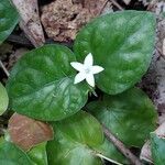 Geophila repens Leaf