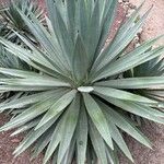 Agave angustifolia Leaf