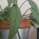 Monstera siltepecana Leaf