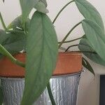 Monstera siltepecana Ліст