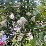 Prunus virginiana Fleur
