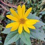 Helianthus divaricatusFlors