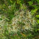 Clematis virginiana Flower