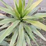 Dracaena angustifolia Deilen