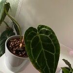 Anthurium crystallinum List