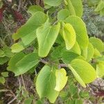Cercis occidentalis Hostoa