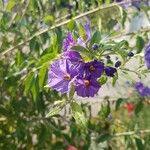 Solanum laciniatum Floare
