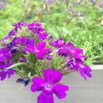 Glandularia tenera Flower