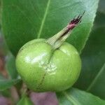 Camellia x williamsii Frucht
