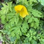 Meconopsis cambrica Pokrój