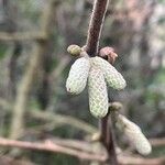 Corylus avellanaBlomst