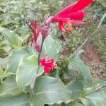 Canna indica Flower