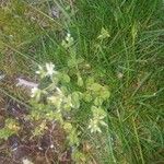 Cerastium glomeratum 葉